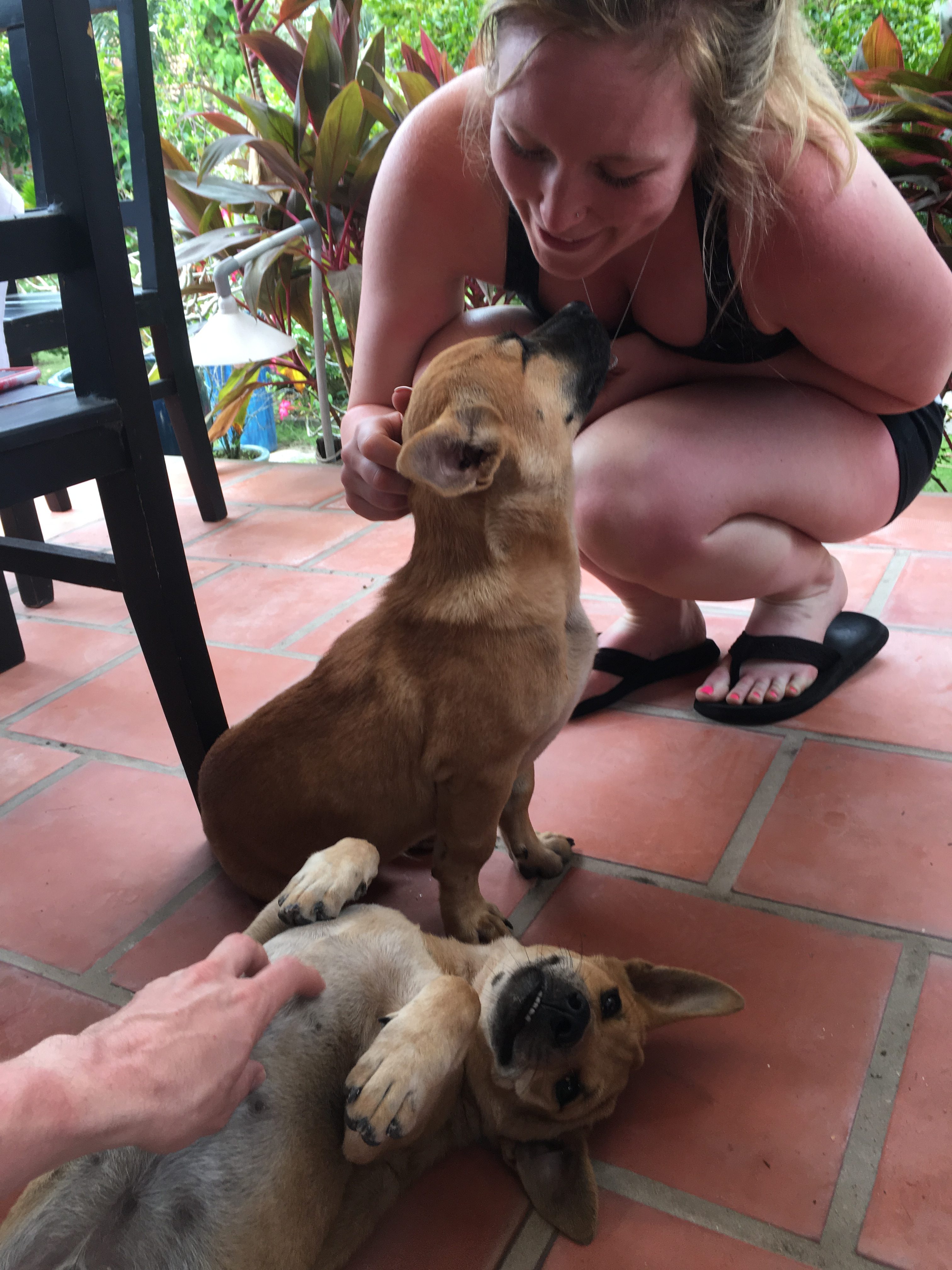 Dog friends at Thanh Kieu Beach Resort in Phu Quoc, Vietnam.