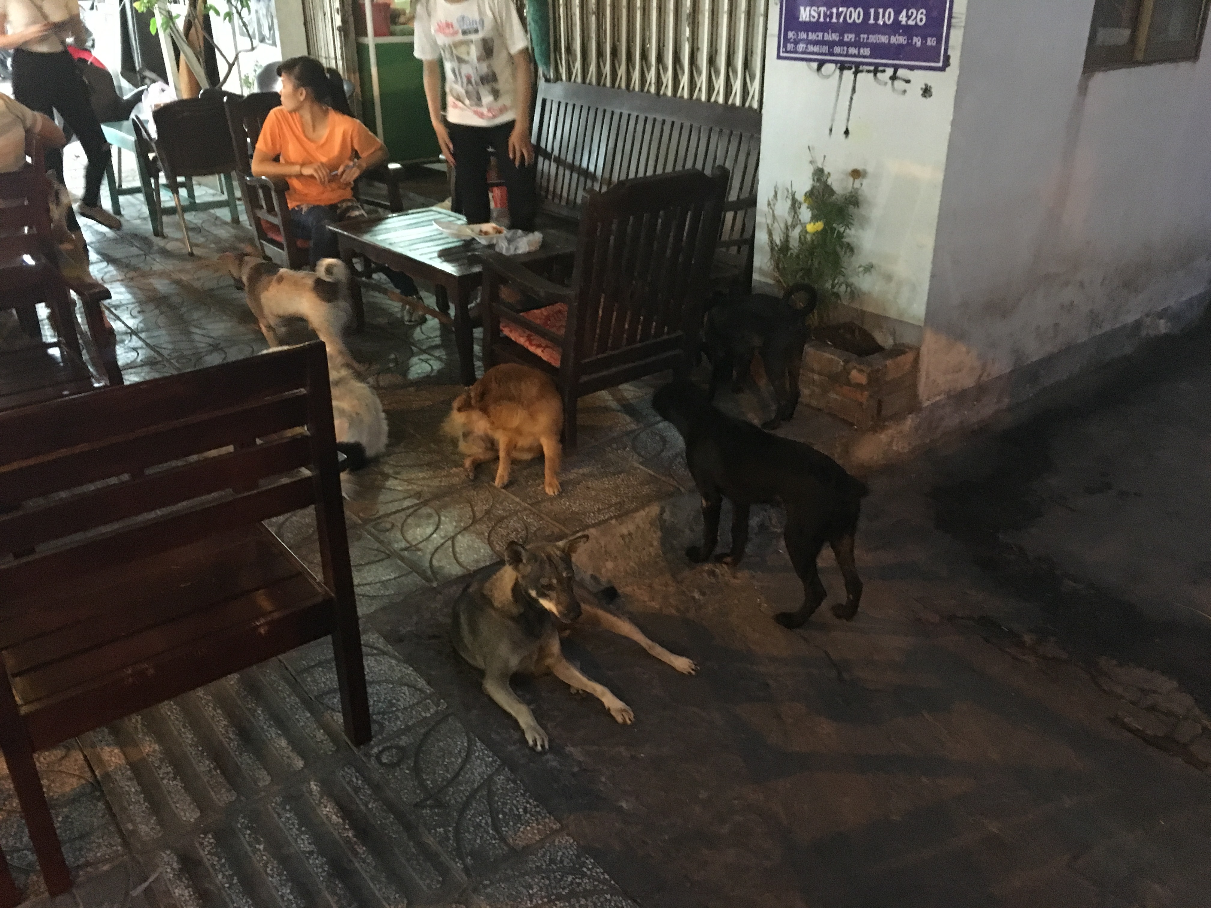 Cute dogs at Dinh Cau Night Market in Phu Quoc, Vietnam.