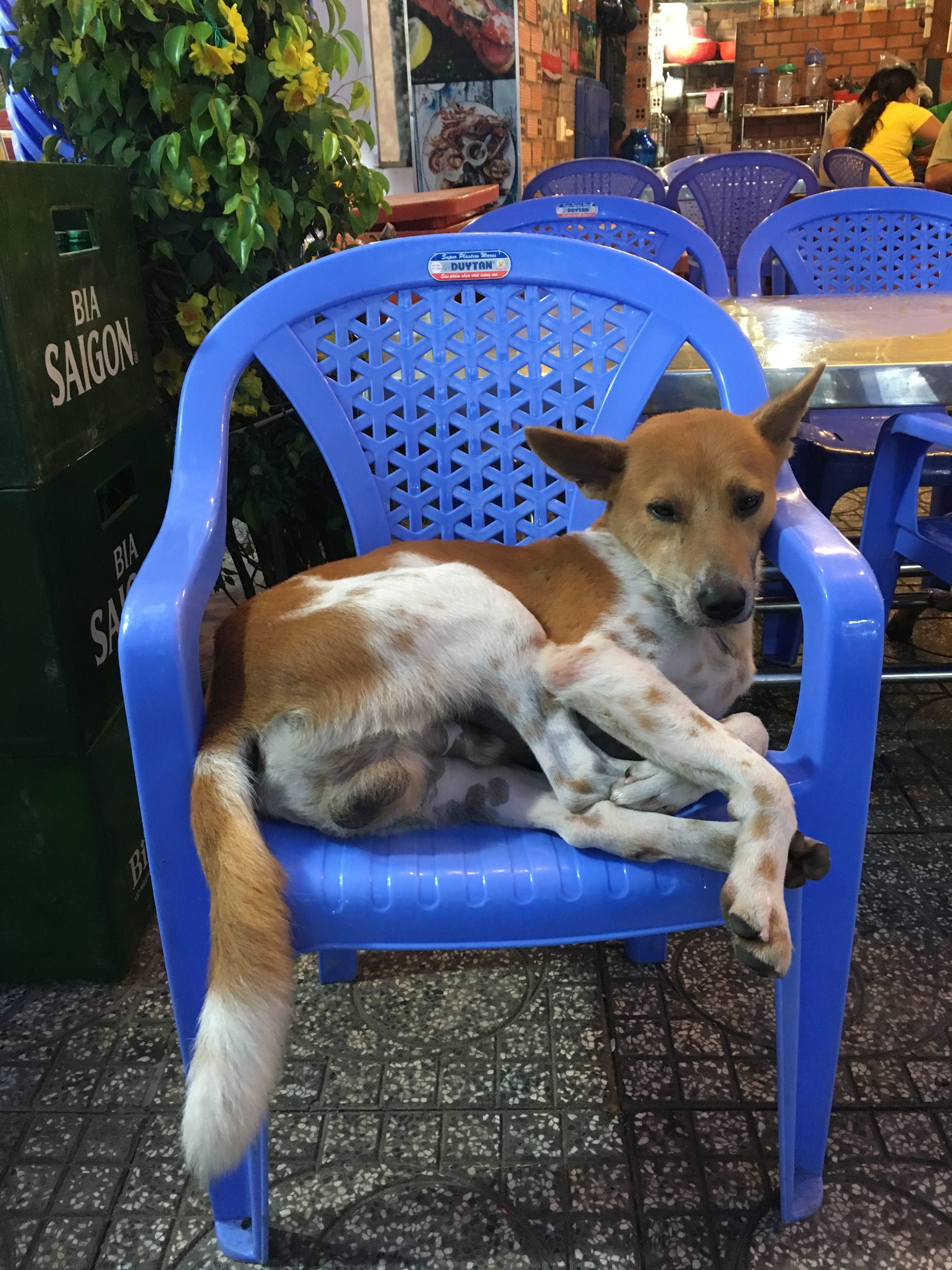 Cute dog at Dinh Cau Night Market in Phu Quoc, Vietnam.