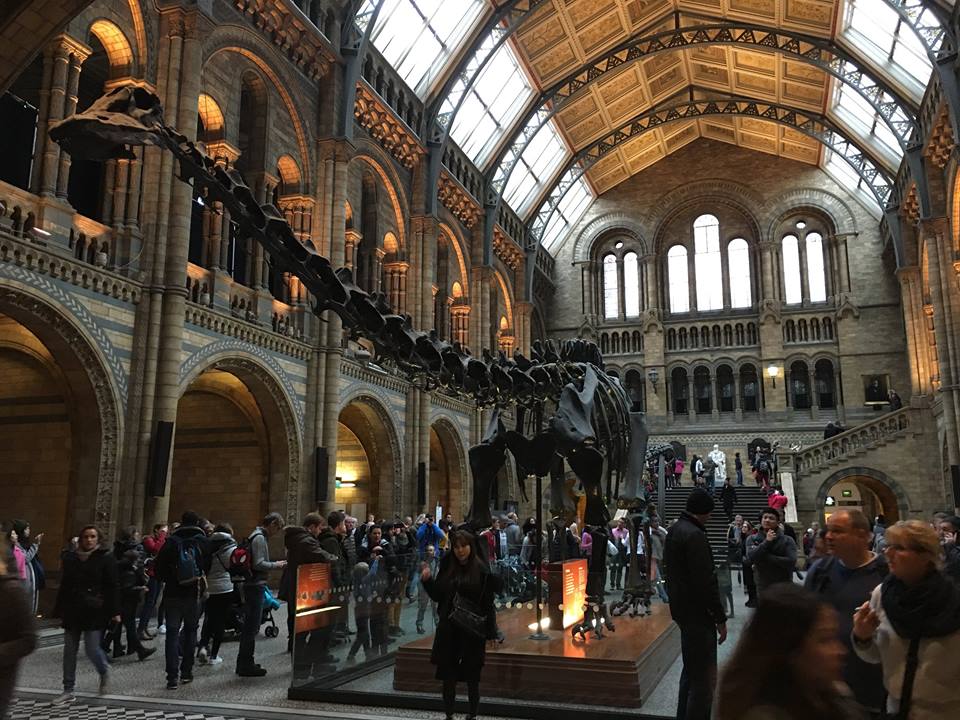 Dinosaur skeleton at the Natural History Museum in London.