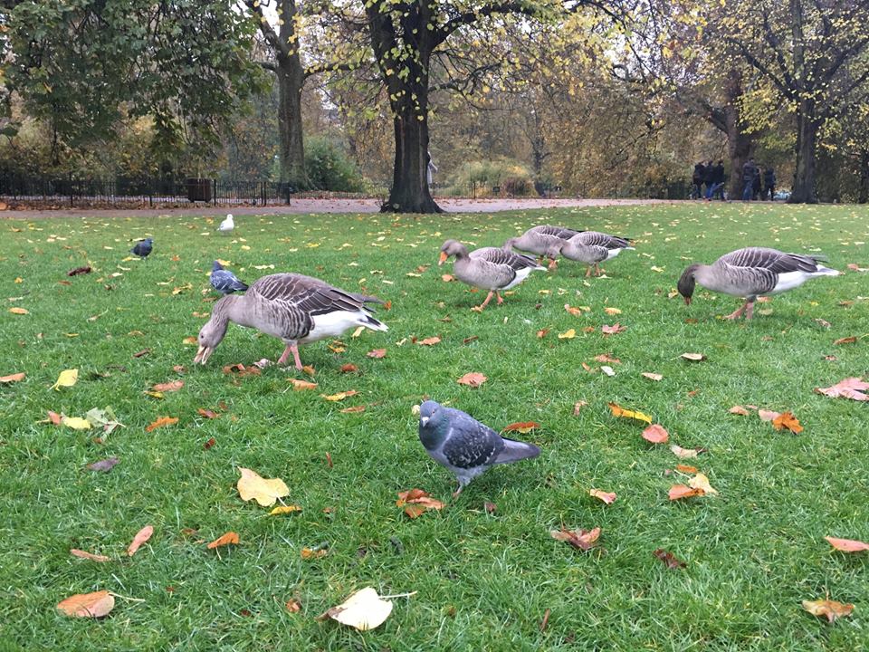 Ducks and pigeons at Hyde Park in London.