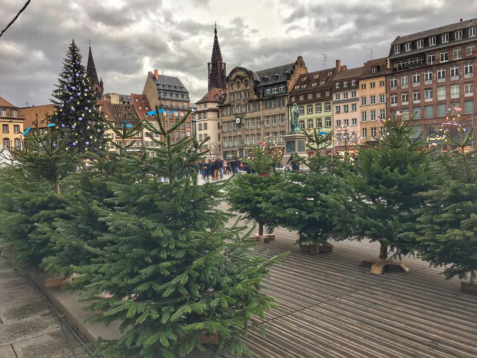Christmas trees in Strasbourg, France.
