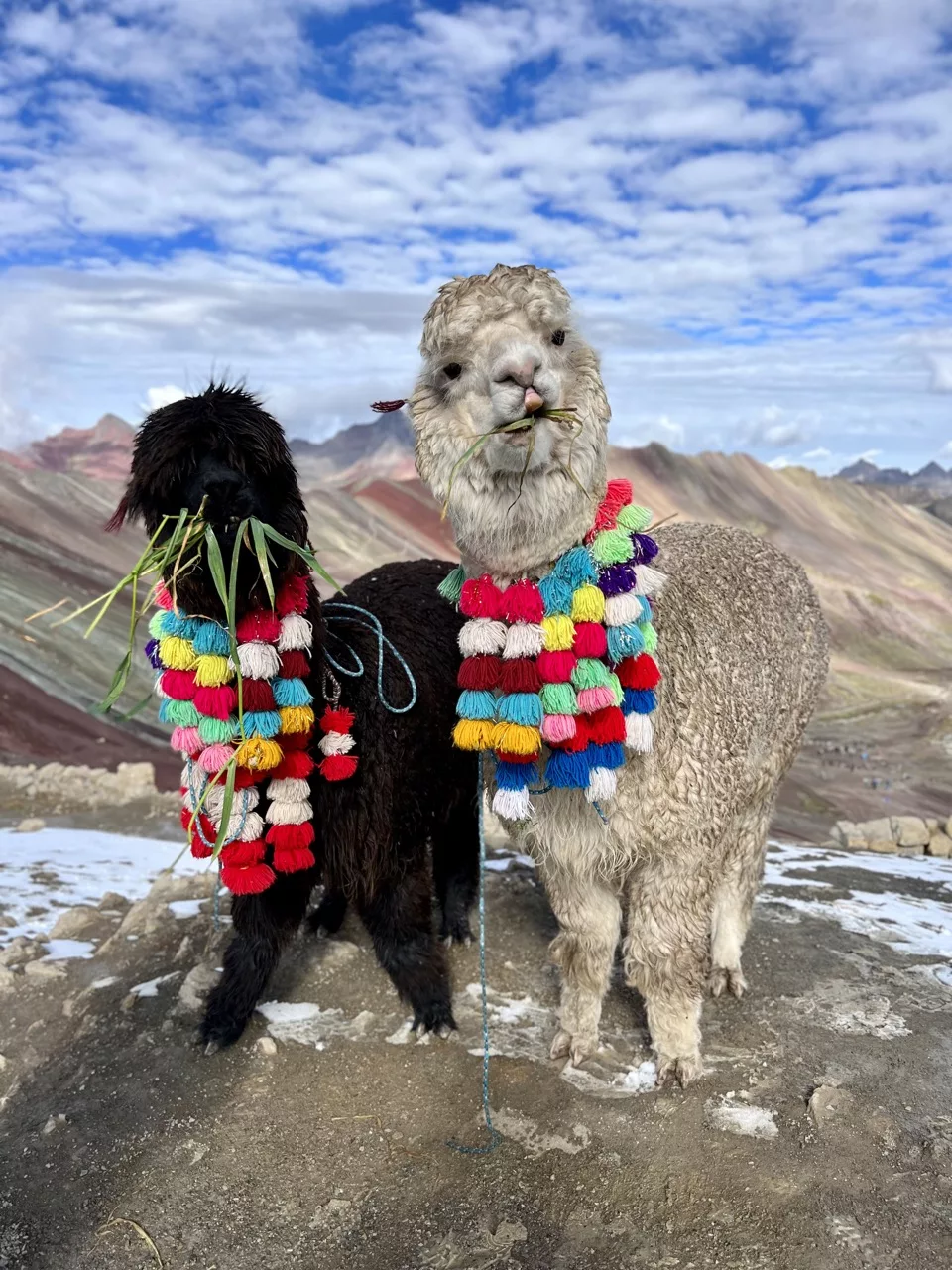Alpacas at Rainbow Mountain